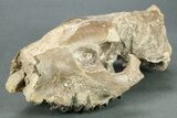 Partial Oreodont (Merycoidodon) Upper Skull - Nebraska #269860-3